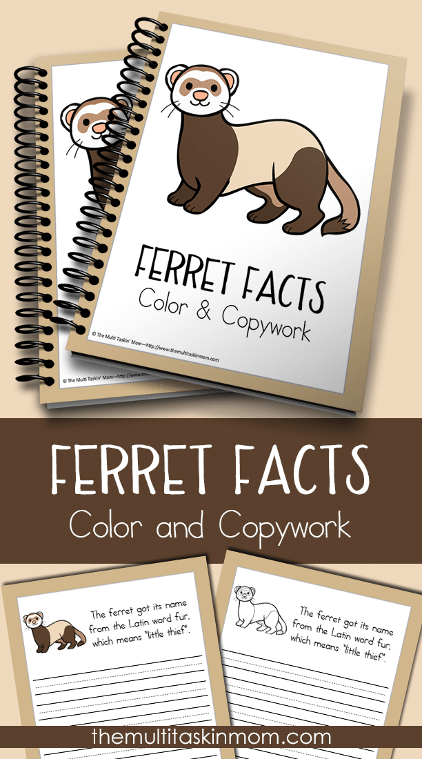 Ferret Facts Color and Copywork for all ages