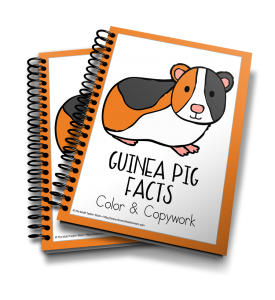 Learn all about the adorably cute critter, the guinea pig!